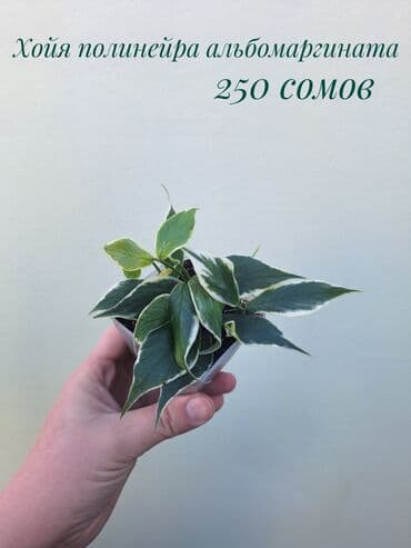 покупка деревьев: ● Комнатные растения (укоренённые черенки, молодые растения, взрослые — 5