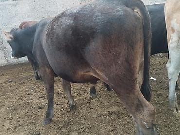 Продаю | Бык (самец) | На откорм at lalafo.kg Продаю | Бык (самец) | На откорм