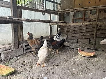 цыплята цена: Продаю цыплят, 6 штук, 4 месяца, квочка на фото не продается, цена — 4