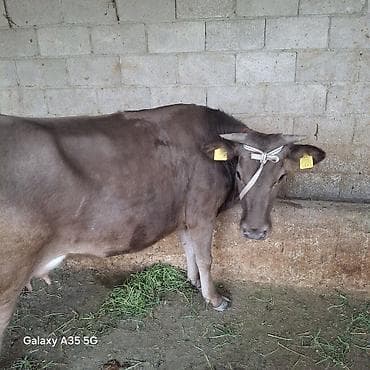 ит мышык: Сатам | Уй (ургаачы) | Швиц | Сүт алуу үчүн | Байланган — 6