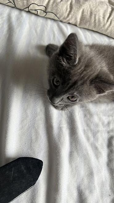 Кошка даром: Беспородная, 2 месяца, Девочка, Приучена к лотку — 3