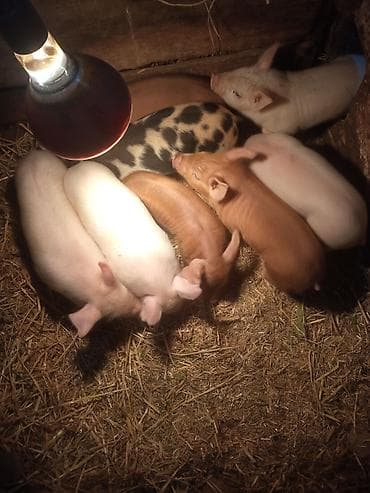продаю кролики: Продаю | Поросенок | Для разведения — 2