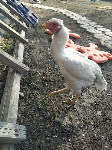 Корма для с/х животных: Продаю | Петух | Для разведения — 1