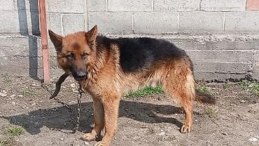 Услуги ветеринара: Немецкая овчарка, кобель. Классический чепрачный окрас: насыщенный — 1