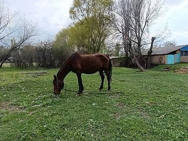 кемер кур: Продаю | Кобыла (самка) | Для разведения — 2