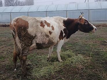 А/ч жаныбарларын сатам: Сатам | Уй (ургаачы) | Симментал | Сүт алуу үчүн | Музоологондон кийин — 1