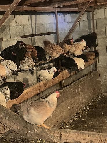 Аквариумы: Домашние куры и петухи — 6