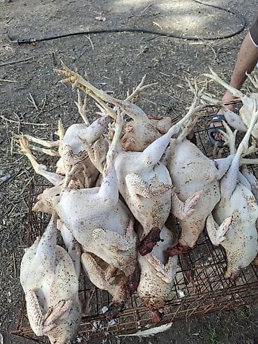 Домашние тушки птицы (куры/петухи), патраные и ощипанные вручную. -