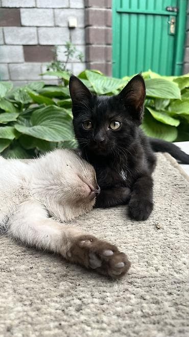 манчкин коты: Кошка даром: Беспородная, 2 месяца, Мальчик — 2