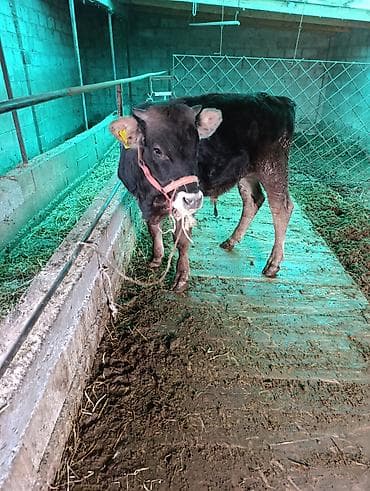 А/ч жаныбарларын сатам: Сатам | Музоо — 7