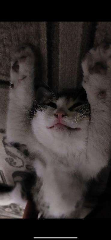 я ищу котёнка: Котёнку 2 месяца, к лотку приучен ещё с первого месяца. Кушает корм — 8