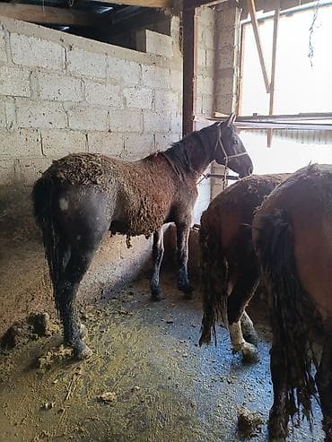 алабай: фото щенки: Продаю | Жеребец | Рабочий — 6