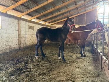 Грызуны: Продаю | Жеребенок | Для разведения | Племенные — 2