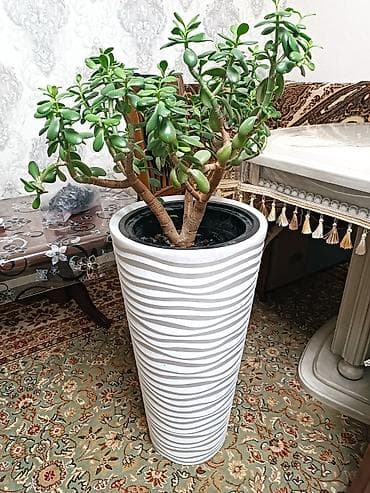 денежные дерево: Толстянка (денежное дерево) в высоком декоративном кашпо. - Вид — 2