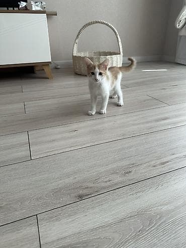 Отдам даром кошку: 2 месяца, Мальчик, Приучена к лотку — 5