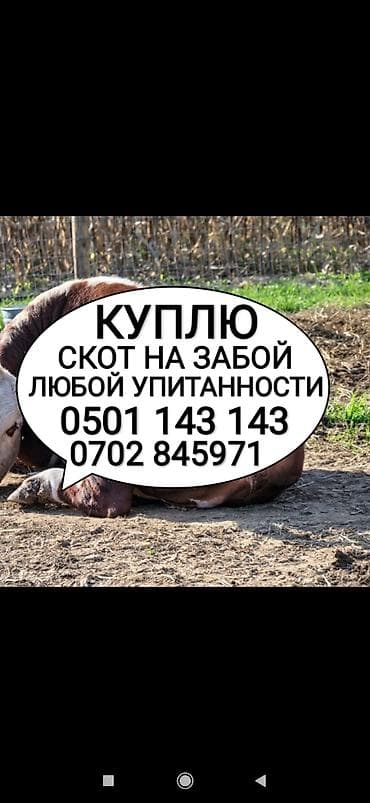 Частное лицо, Колбасный цех : Коровы, быки, Лошади, кони, Другие с/х животные, | Круглосуточно, Любое состояние, Забитый