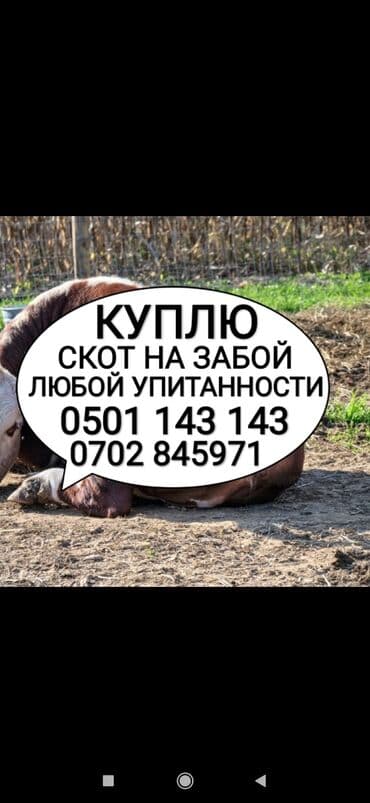 домашние птицы: Куплю | Коровы, быки, Лошади, кони, Другие с/х животные | Круглосуточно, Любое состояние, Забитый — 1