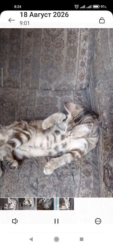 Скотиш Страйт (Шотландская прямоухая), 3 месяца, Девочка — 8