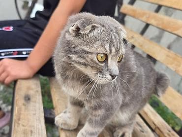 Животные: Скотиш Фолд (Шотландская вислоухая), 3 месяца, Мальчик, Серый — 4