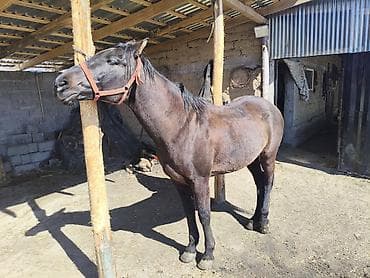 Үй жаныбарлары: Сатам | Жылкы (эркек) | Аргын | Ат спорту | Асыл тукумдуу — 2