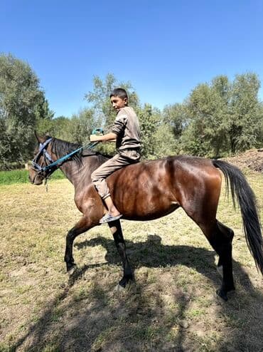 купить рабочую охотничью собаку: Продаю | Кобыла (самка) | Конный спорт, Для разведения — 1