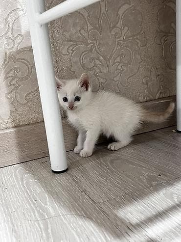 девон рекс котята: Котята, помёт домашней кошки, разные окрасы: - Белый с серым хвостиком — 1