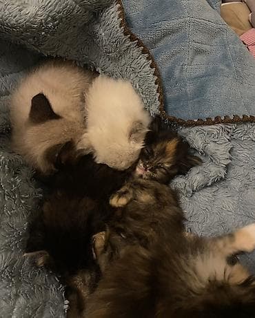Скотиш Фолд (Шотландская вислоухая), 2 месяца, Мальчик, Приучена к лотку, Проглистована, С документами — 9