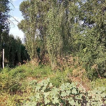 8 соток, Курулуш — 6