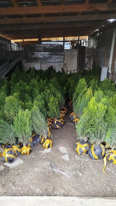 алма кандай: Саженцы полукарликовые оптом яблоко,груша,персик,колерованная — 4