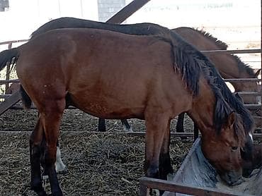 аквариумные рыбки купить: Продаю | Жеребенок | Рабочий — 1