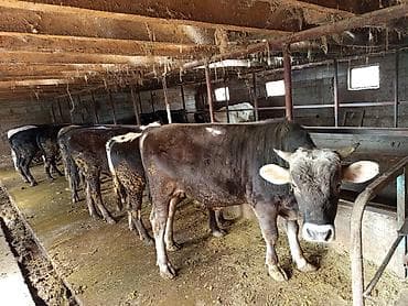 тайган собаки: Сатам | Бука (эркек) | Аргын | Бордоп семиртүү үчүн | Байланган — 1