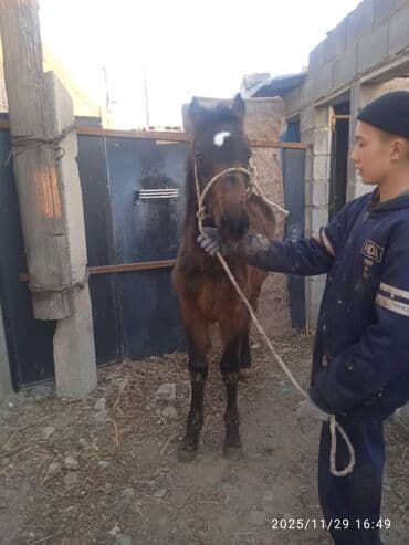 купить собаку для охоты: Продаю | Жеребенок | Рабочий — 9