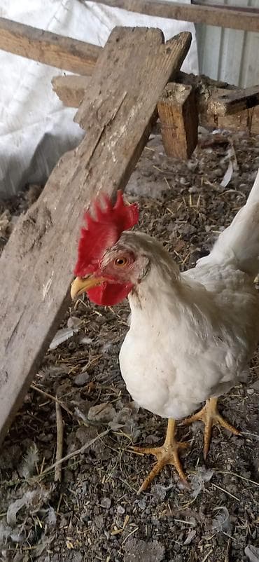 цыплята легорн: Продаю | Куры | Леггорн | Несушки — 5