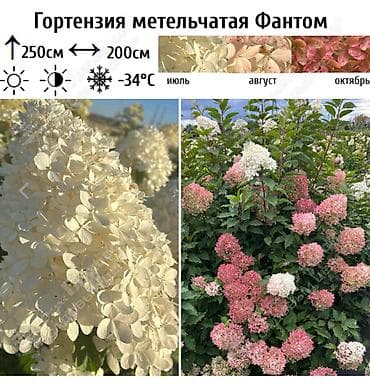 азотная: Саженцы — 6