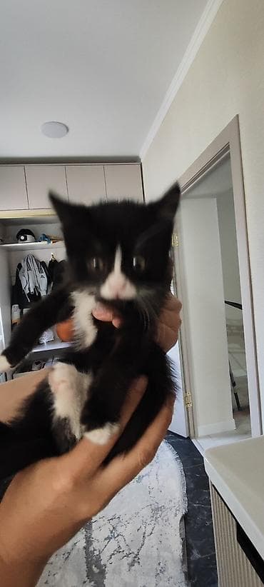 где можно купить кошку в бишкеке: Отдам котёнка в добрые руки 🐾 Девочка, 3 месяца. Очень умная, ласковая — 2