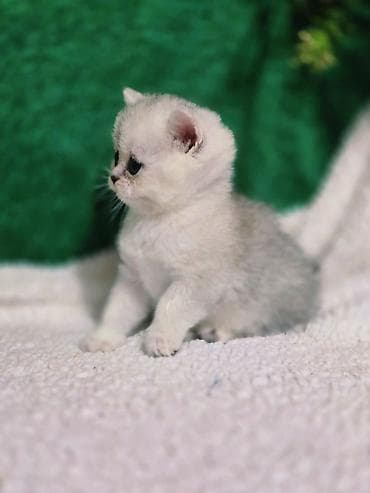 ош котенок: Британская короткошёрстная, 1 месяц, Девочка, Золотая шиншилла — 10