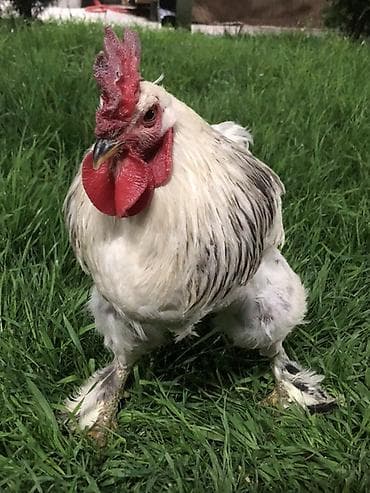 тай бука: Продаю | Петух | Брама | Для разведения — 3