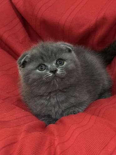 временные приюты для кошек: Продаются шотландские котята, (Scottish Fold, Scottish Straight). С — 4