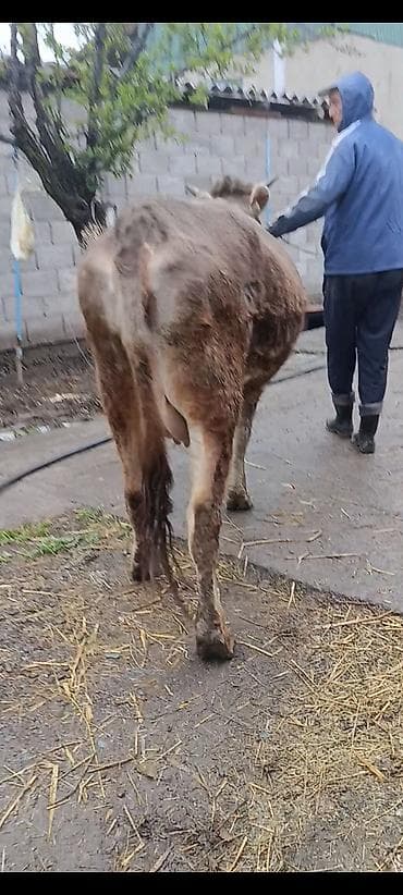 ящики для пчел: Продаю | Корова (самка) | Для молока | После отела — 9