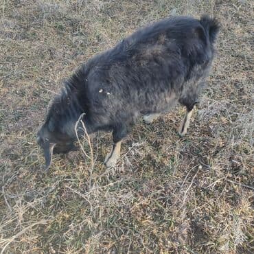 Продоем козлят улактар возраст 7 мес.цена12 тыс .на выпасе.торг есть — 2
