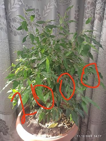Бөлмө өсүмдүктөрү: Комнатные растения в горшках: 1) Диффенбахия пёстрая (крупные зелёные — 6