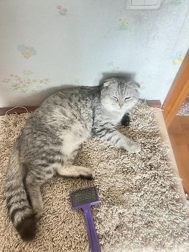 fish eye: Шотландская вислоухая кошка (Scottish Fold) - Окрас — 3