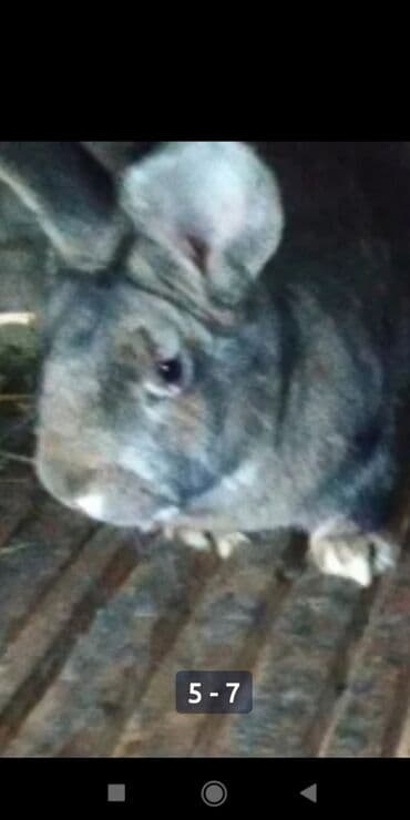 Кемирүүчүлөр: Сатам | Инкубацияланган жумурткалар — 4