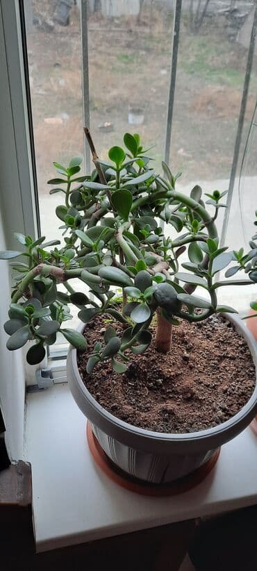 Цветочек "денежное дерево"