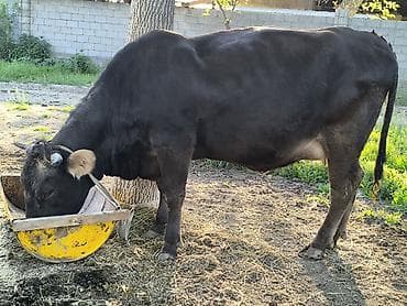 пчелы матки: Продаю | Корова (самка) | Для молока | Привязанные — 6