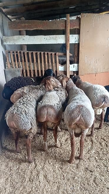 туретский кангал: Продаю | Баран (самец) | Для разведения | Племенные — 4