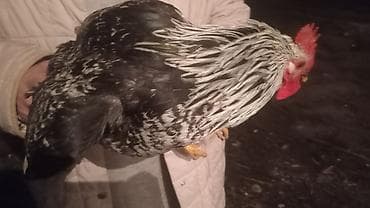 мясо бройлера цена бишкек: Птицы — 3