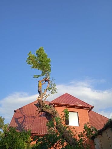 обзор цен на строительные и отделочные работы в бишкеке: Профессиональный спил деревьев любой сложности 110%гарантия сокулук — 7