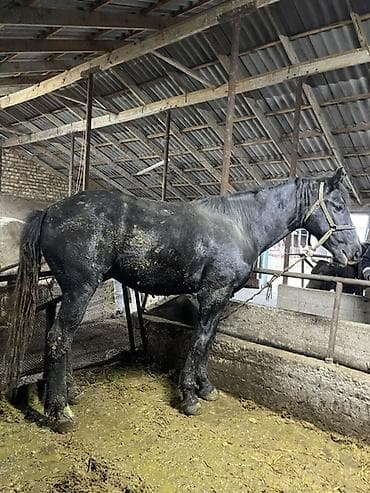 Продаю | Жеребец | Английская | Рабочий