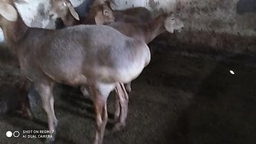 овчарка овчарка: Продаю | Овца (самка) | Для разведения | Племенные — 4